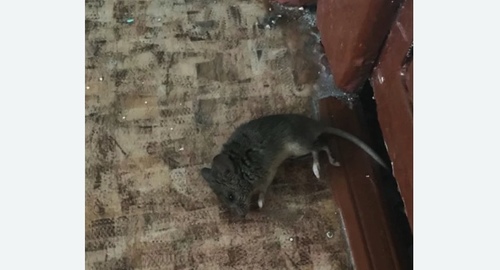 Дезинфекция от мышей в Скопине