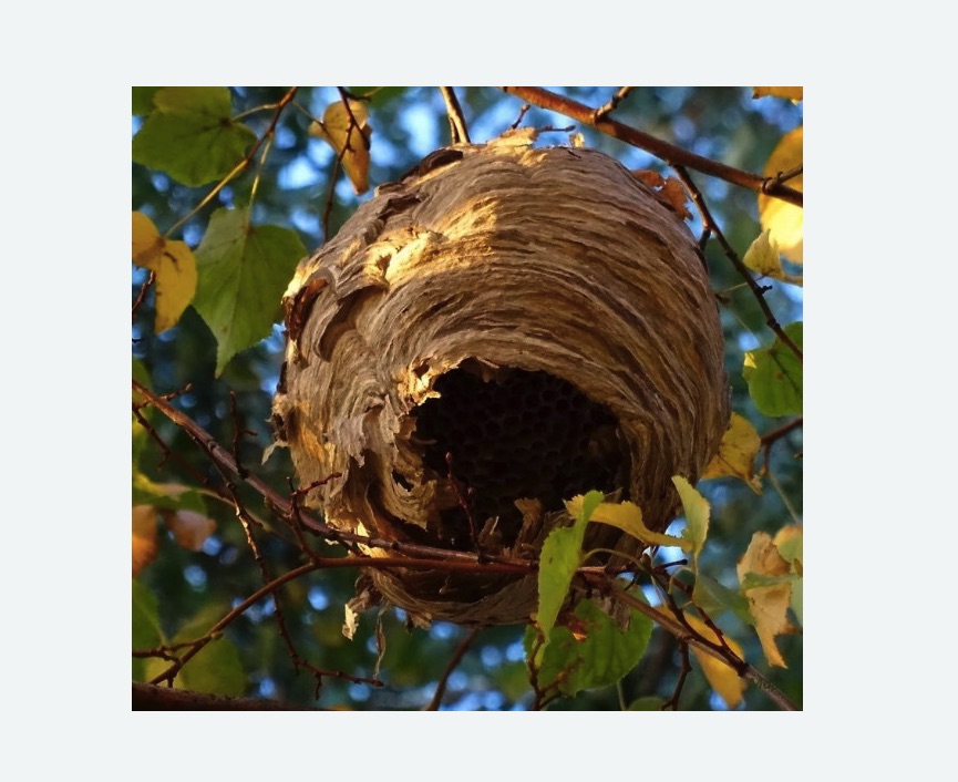 Обработка от шершней в Скопине