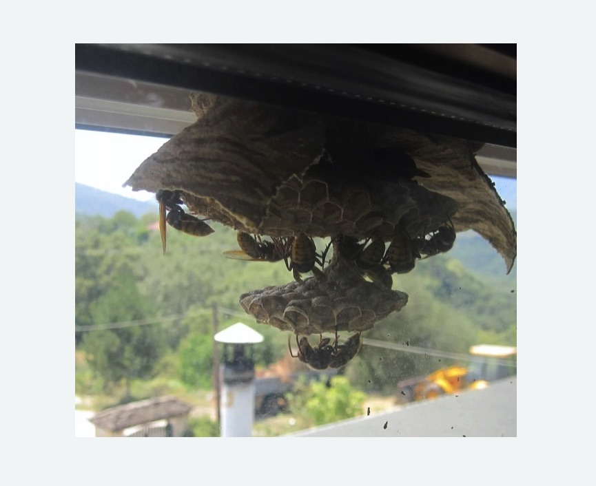 Уничтожение гнёзд шершней в Скопине