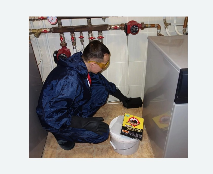 Уничтожение крыс в Скопине