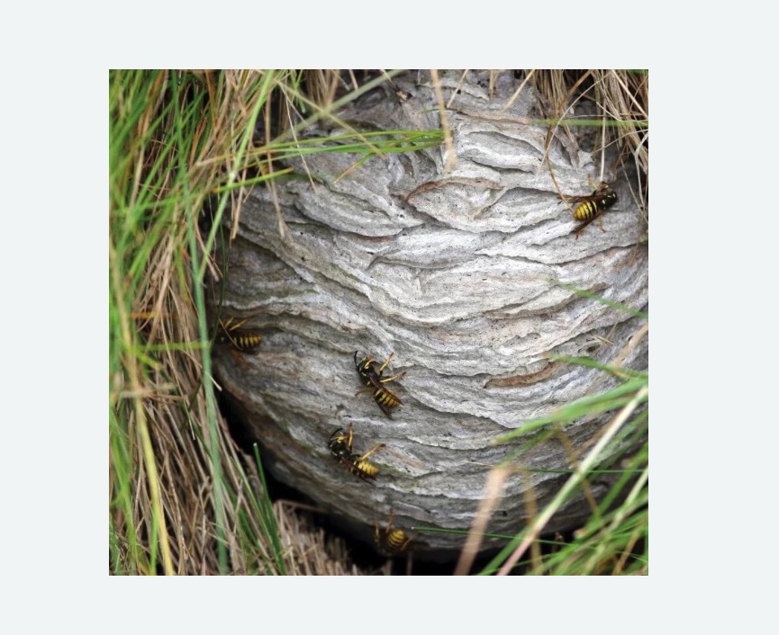 Уничтожение ос и ульев в Скопине